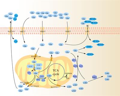 Glutaminolysis and peripheral CD4+ T cell differentiation: from mechanism to intervention strategy